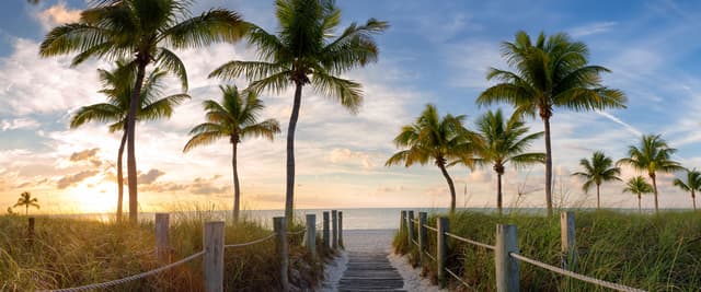 Wooden boardwalk through beach dunes with palm trees and ocean at sunset